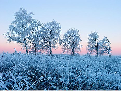 树,遮盖,霜,巴伐利亚,德国
