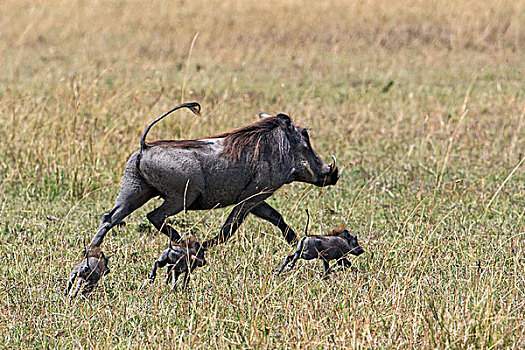 肯尼亚,马赛马拉,疣猪,三个,小猪,尾部,直立,跑,草原,马赛马拉国家保护区