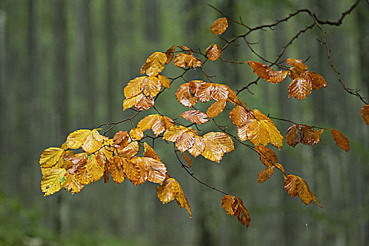 木头,山毛榉,枝条,叶子,秋天,朱利安阿尔卑斯,斯洛文尼亚