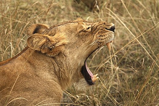 母狮,保护区,乌干达,非洲