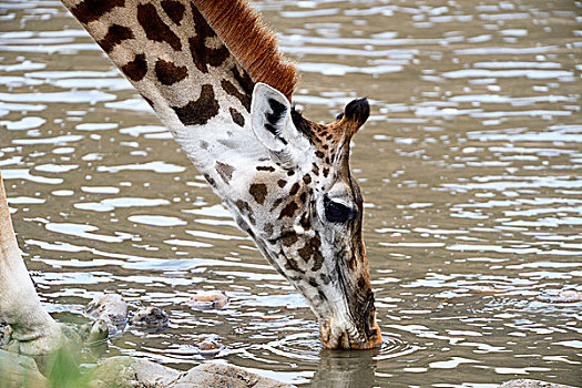 马赛长颈鹿,喝,河,马赛马拉国家保护区,肯尼亚,非洲