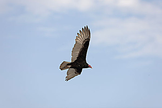美洲鹫,红头美洲鹫,帕拉加斯,国家公园,秘鲁