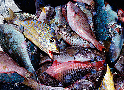 鲜鱼,市场,特写