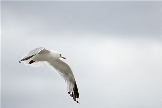 飞,海鸥,罗弗敦群岛,挪威