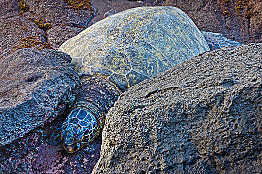 海龟,海岸,毛伊岛,夏威夷,美国