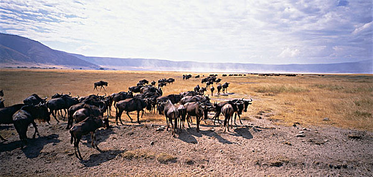角马,塞伦盖蒂,坦桑尼亚