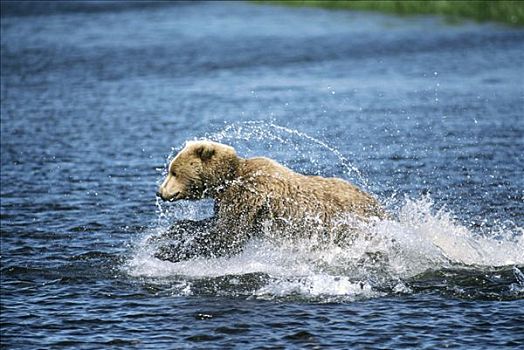 大灰熊,棕熊,追逐,三文鱼,河,阿拉斯加