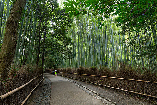 竹林,京都