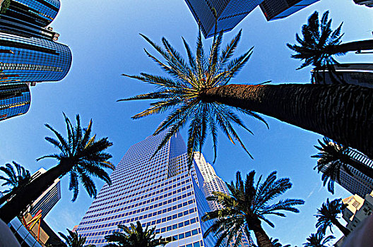 美国,加利福尼亚,洛杉矶,视点,向上,写字楼,棕榈树,城市