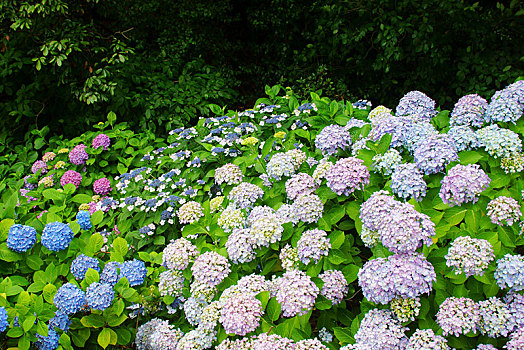 八仙花属,自然公园,熊本,日本