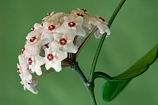 花,伞形花序,蜡,植物