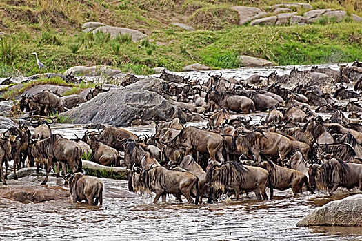 迁徙,角马,牧群,马拉河,塞伦盖蒂国家公园,坦桑尼亚