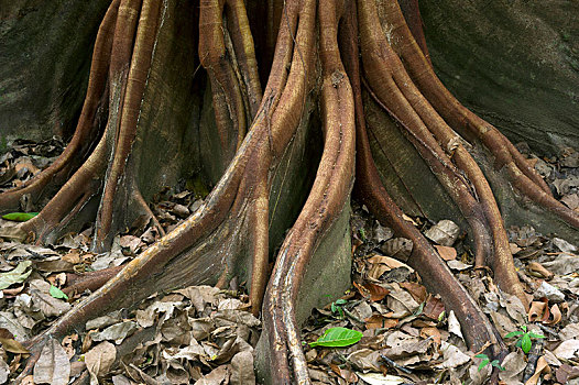 根部,无花果树,榕属植物,科尔科瓦多,国家公园,省,蓬塔雷纳斯,哥斯达黎加,中美洲