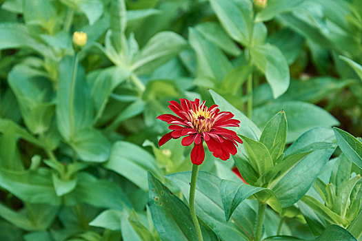 夏日里的野菊花