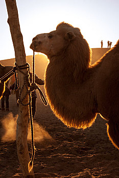晨光,骆驼