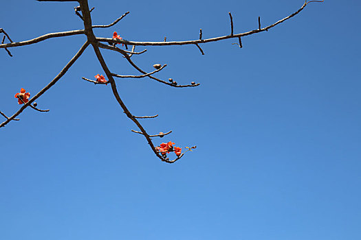 木棉花开,爱意会来