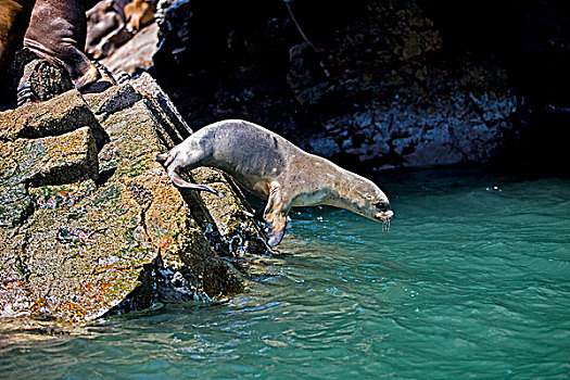 南美海狮,南方,海狮,女性,跳跃,石头,帕拉加斯,国家公园,秘鲁