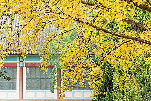 南京师范大学校园的百年老银杏树