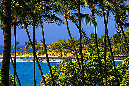 棕榈树,夏威夷,美国