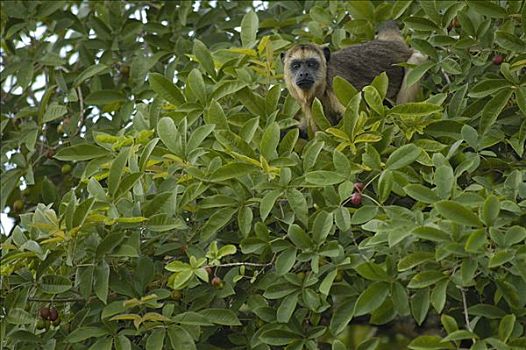 猴子,雌性,树荫,潘塔纳尔,巴西,南美