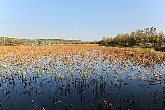 东陵湖