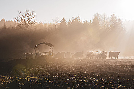 牛,牧群,干草,架子,早晨,雾气,阳光,逆光,德国,巴伐利亚