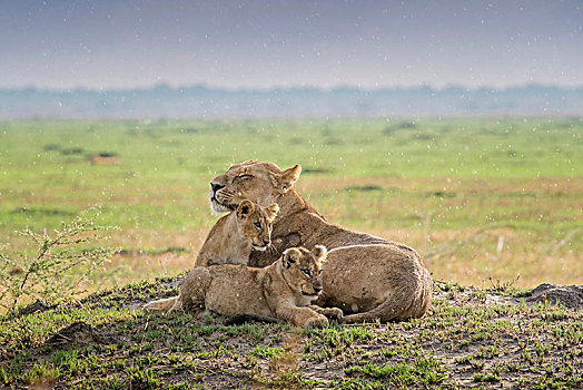 雌狮,狮子,小猫,萨维提,乔贝国家公园,乔贝,地区,博茨瓦纳,非洲