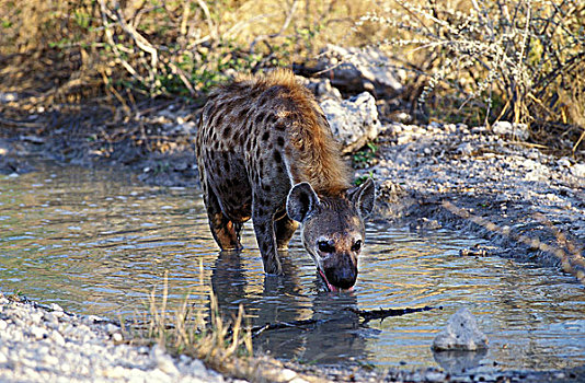 斑鬣狗,女性,喝,水塘,马赛马拉,公园,肯尼亚