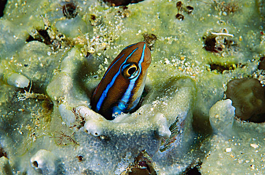 蓝色条纹,黏鱼,凝视,室外,洞,珊瑚,万鸦老,苏拉威西岛,印度尼西亚
