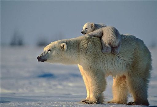 幼仔,北极熊,骑,母亲,背影,丘吉尔市,加拿大