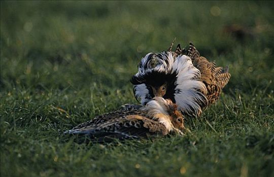 毛领鸽,流苏鹬,求爱,一对,展示,饲养,季节,欧洲