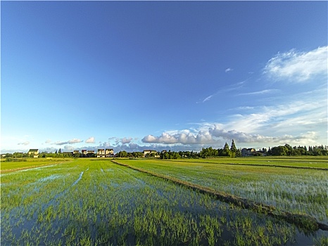 稻香人家,田园风光