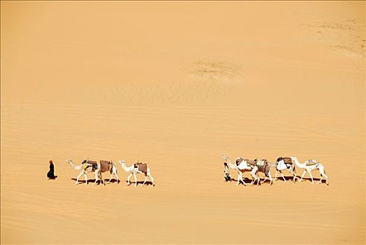 柏柏尔人,走,骆驼,沙漠,利比亚