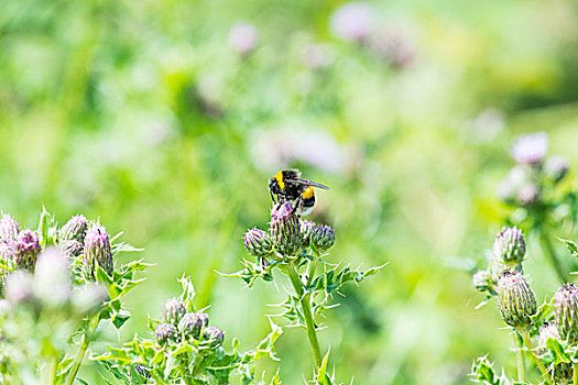 蜜蜂,蓟属植物