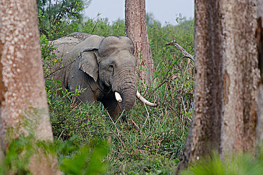 亚洲,亚洲象,象属,树林,卡齐兰加国家公园,阿萨姆邦,东北方,印度