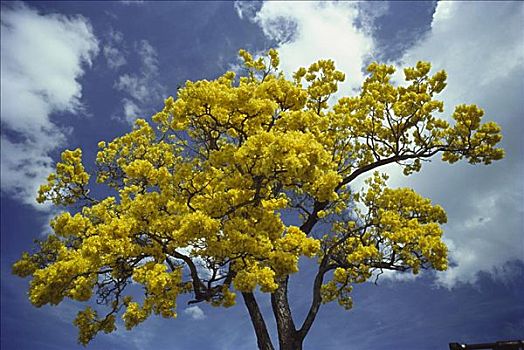 金色,树,亮黄色,花,蓝天