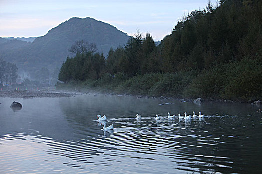 湖,水面,雾气,蒸腾,白雾,水蒸气,缥缈,仙境,灵性,家禽,鸭子,鹅,游动,自在,安静,自然,风光