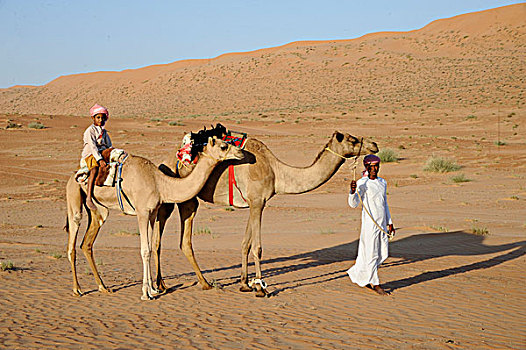 阿曼苏丹国,区域,沙漠,年轻,贝都因人,走,骆驼