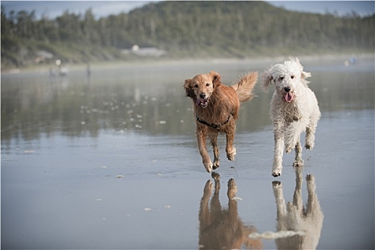 两只,狗,海滩