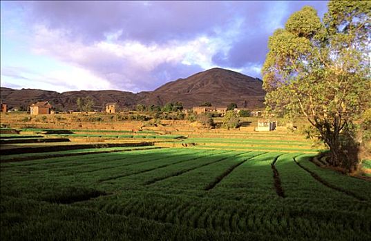 马达加斯加,翠绿,稻田,乡村,山