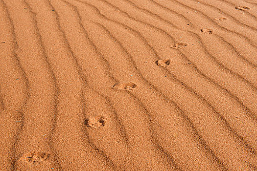 沙滩,脚印,卡拉哈里沙漠,纳米比亚,非洲