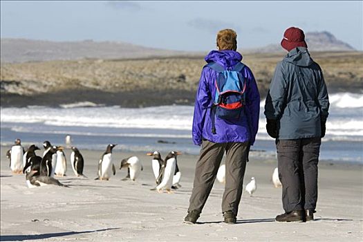 福克兰群岛,游客,看,巴布亚企鹅,沙滩,悬崖,小湾