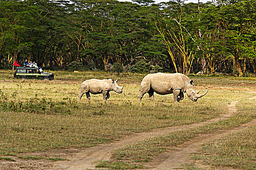 白犀牛,女性,旅游,纳库鲁湖,肯尼亚