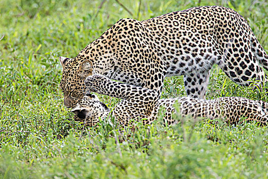 豹,站立,上方,幼兽,卧,背影,休息,脸颊,恩戈罗恩戈罗,保护区,坦桑尼亚