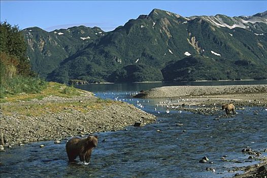 大灰熊,棕熊,觅食,三文鱼,卡特麦国家公园,阿拉斯加