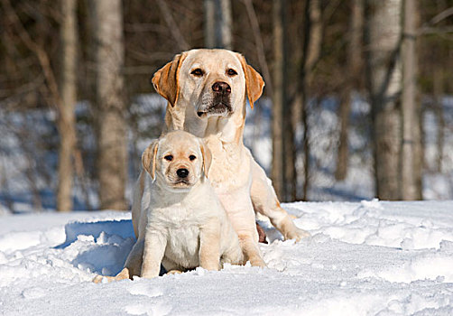 拉布拉多犬,狗,母亲,小动物,雪中