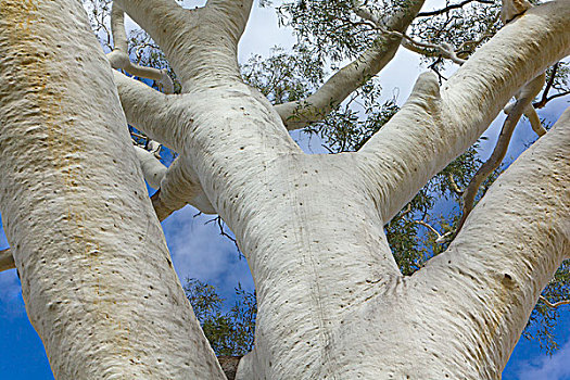 灵异,桉树,树干,北领地州,澳大利亚
