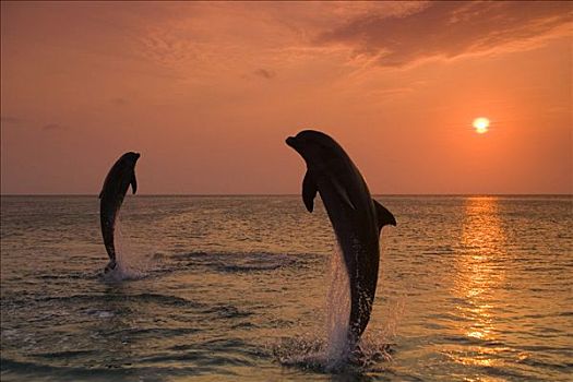宽吻海豚,加勒比海