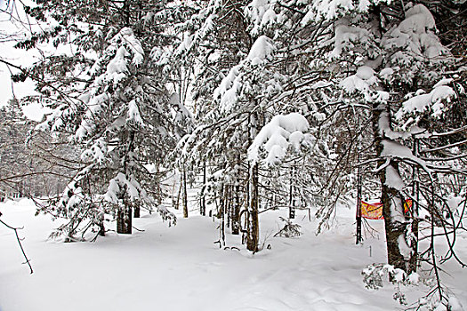 林海雪原,森林,白雪,吉林,延边