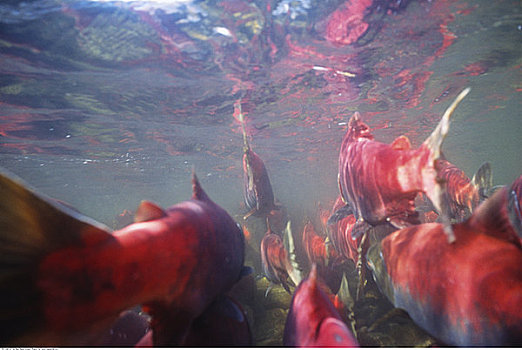 水下视角,三文鱼,跑,不列颠哥伦比亚省,加拿大